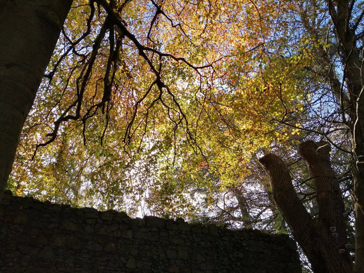 Hidden Huntley canopy