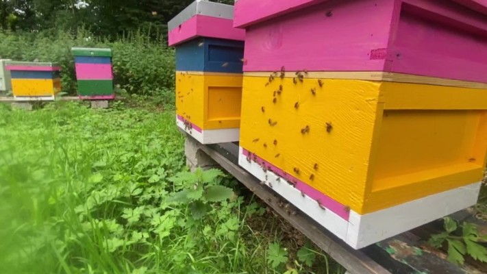 Colourful bee hives at Hidden Huntley